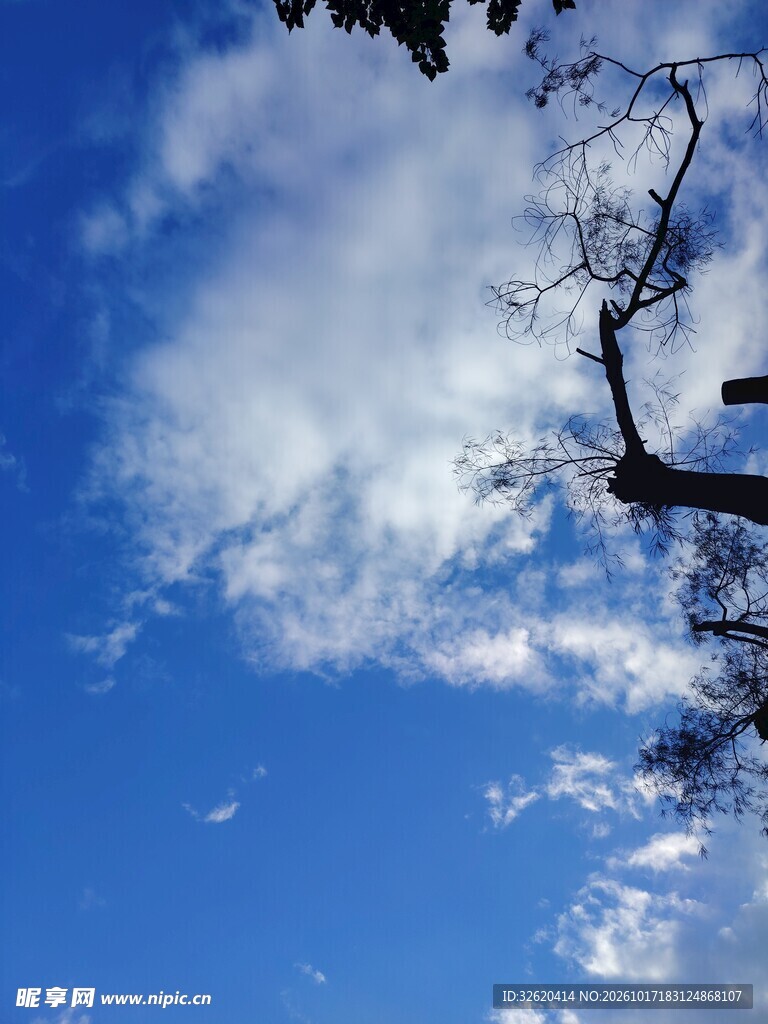 蓝天流云伴树影