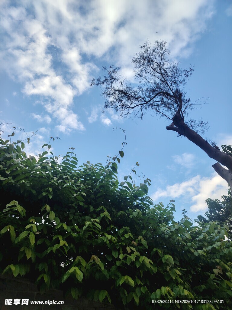 晴空下的绿树蓝天