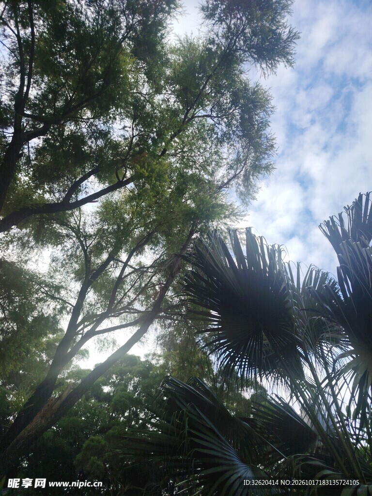 林间仰拍绿树云天