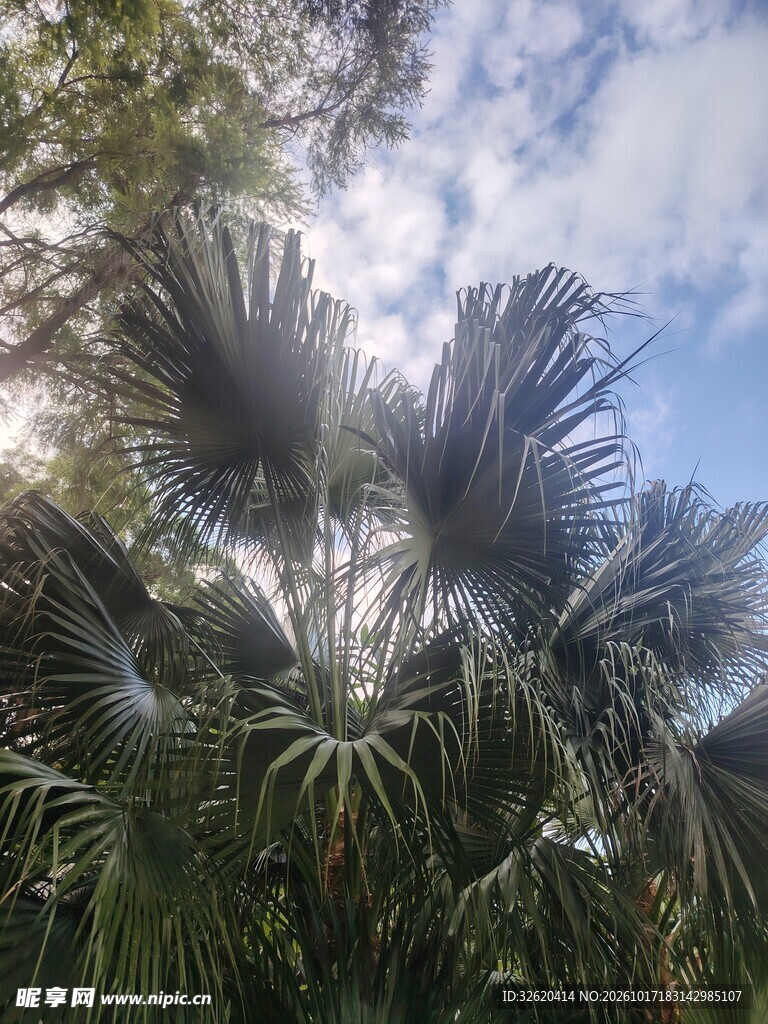 蓝天下的棕榈树