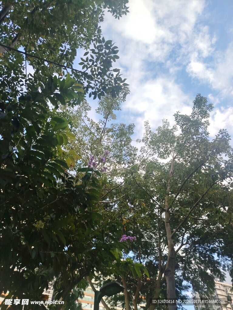绿树蓝天白云自然风景