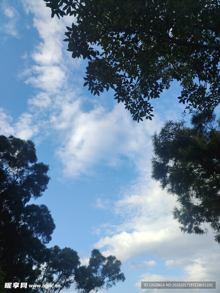 树隙间的蓝天白云