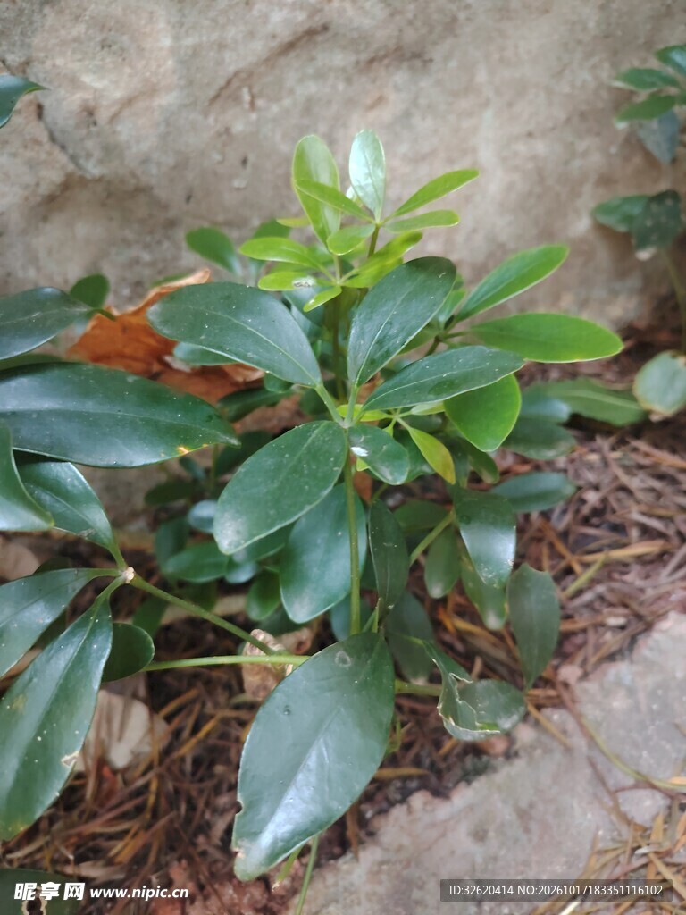 野生绿叶草本植物