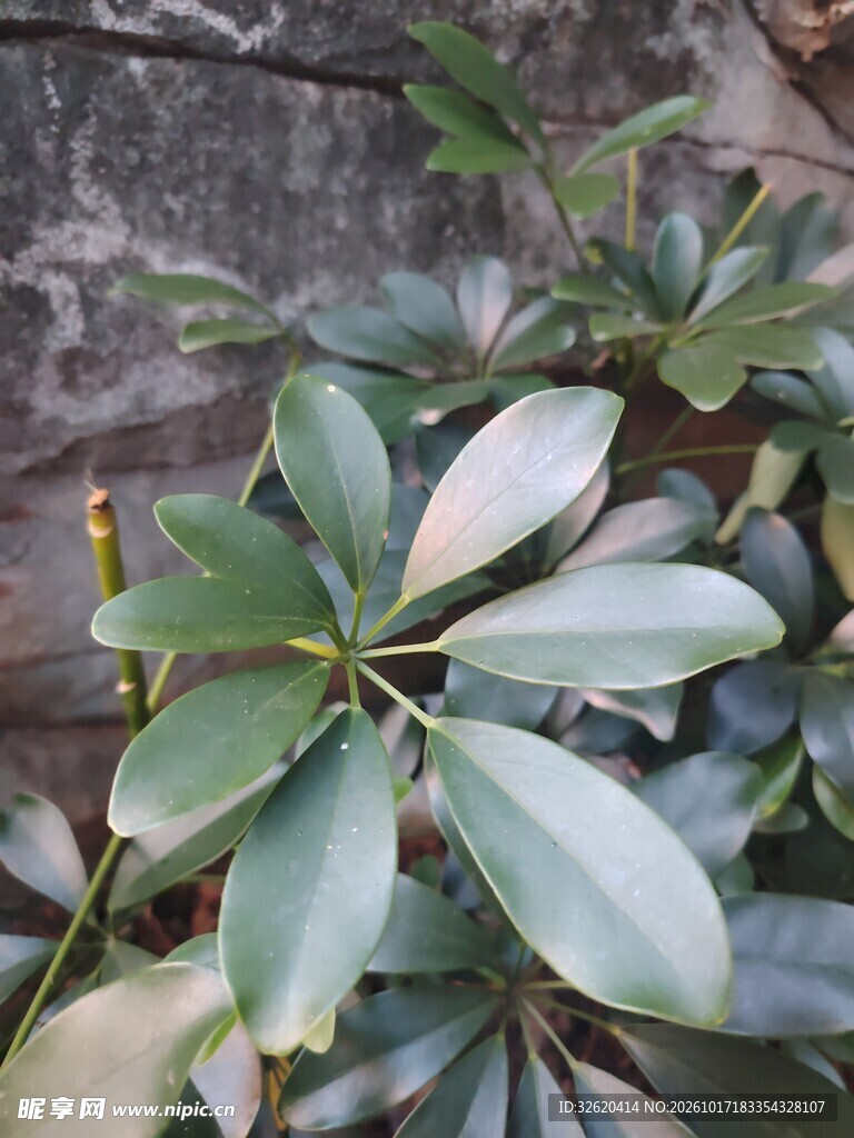 鹅掌柴绿植叶片特写