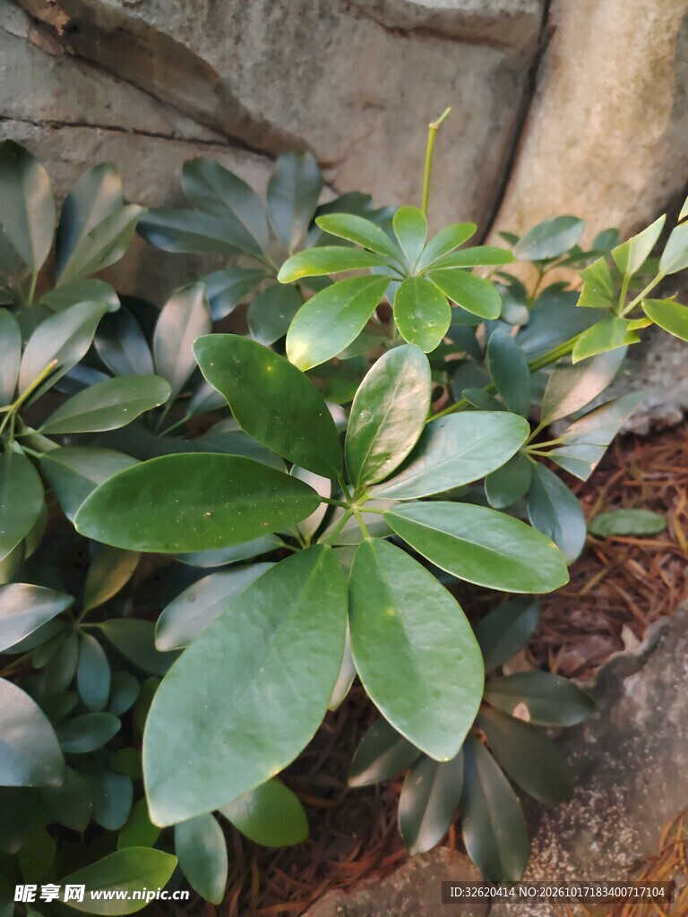 鹅掌柴绿植叶片特写