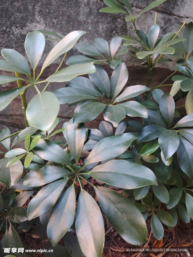鹅掌柴绿植枝叶特写