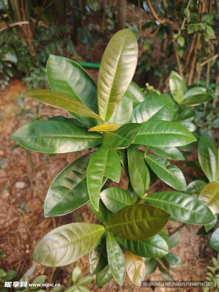 野外阔叶绿植植株