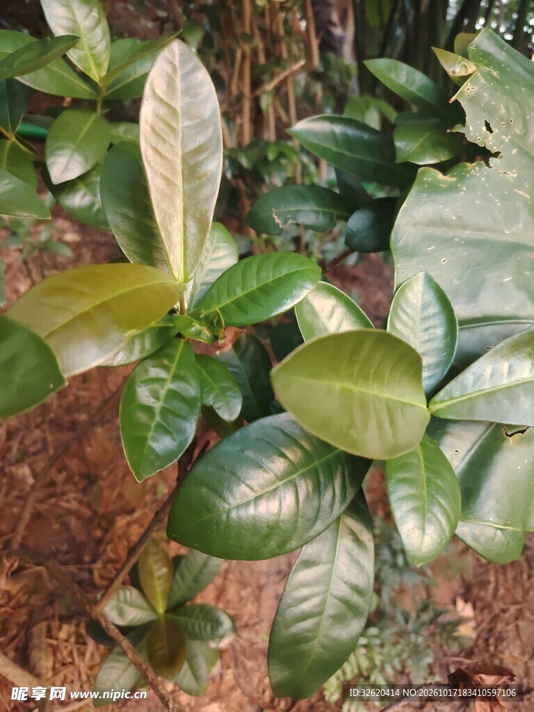 林下阔叶幼苗植株