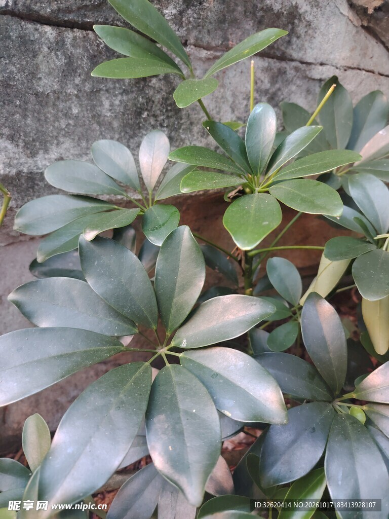 观叶绿植鸭脚木实拍