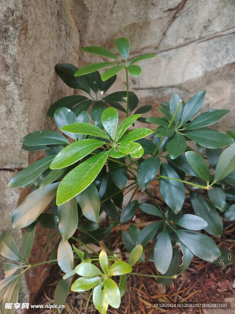 鸭脚木绿植特写