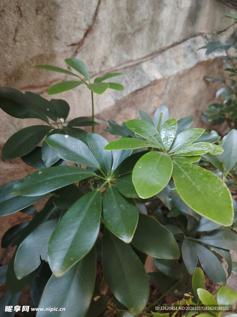 鸭脚木绿植特写