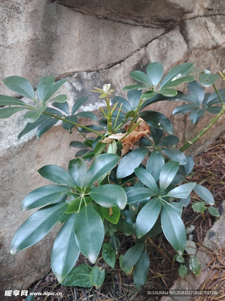 墙角生长的绿植