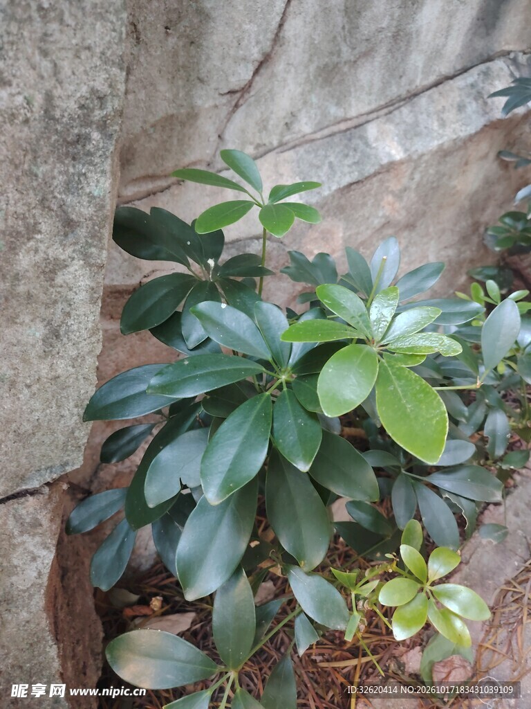 墙边鸭脚木绿植