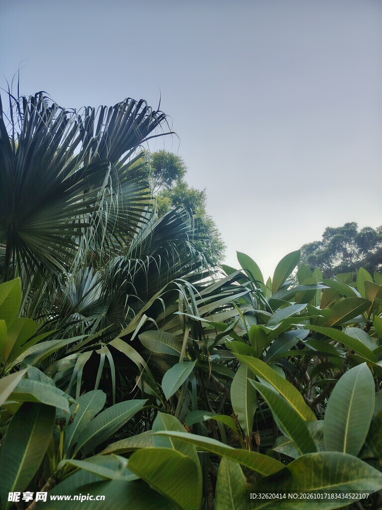 仰拍绿植天空风景