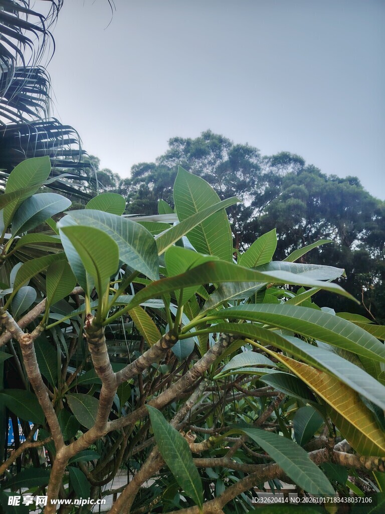 山间绿植远眺山景