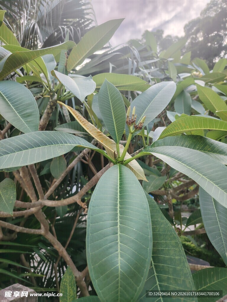绿植叶片特写