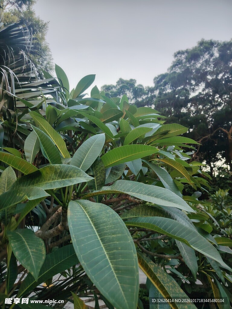 仰拍户外绿植枝叶