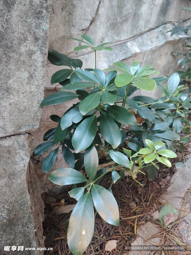 墙边绿植鸭脚木