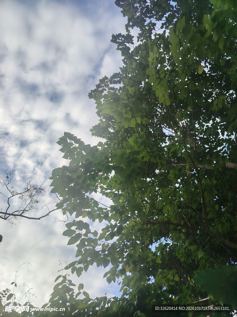 仰拍绿树与多云天空