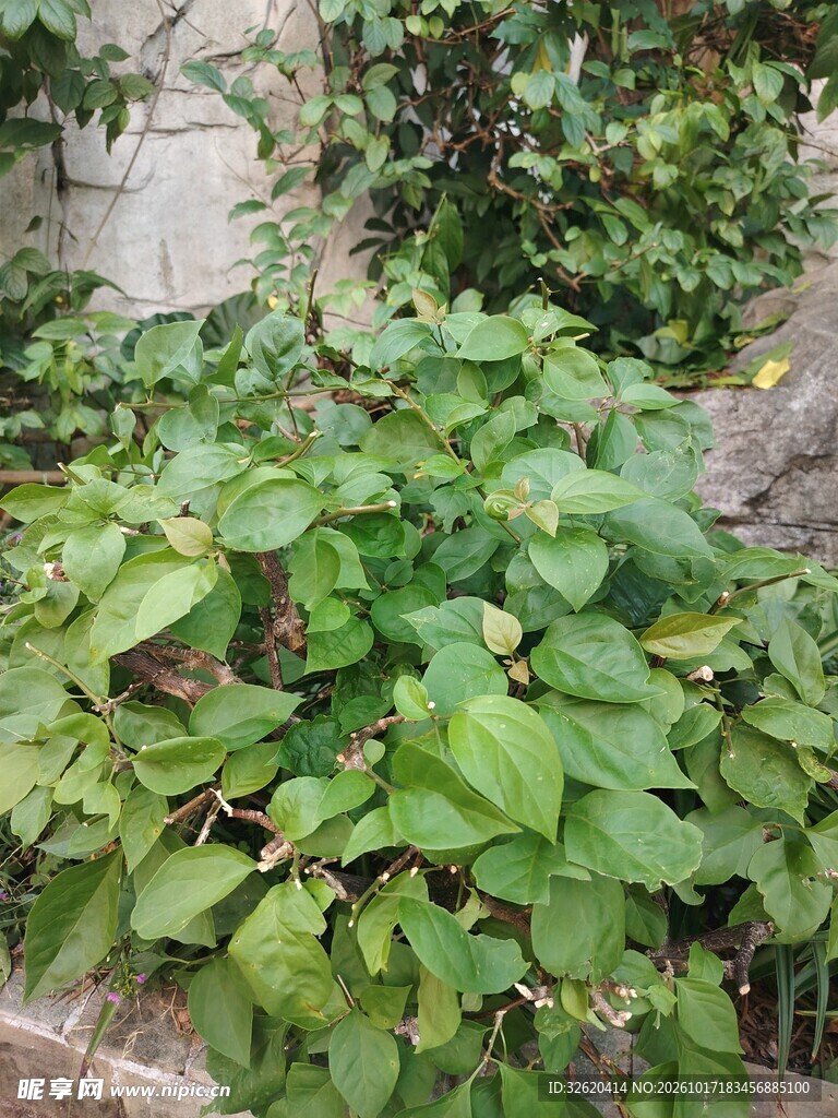 茂盛绿叶植株