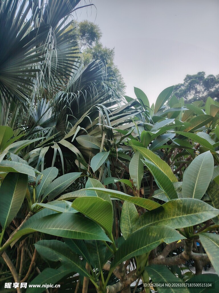 热带野外绿植景观