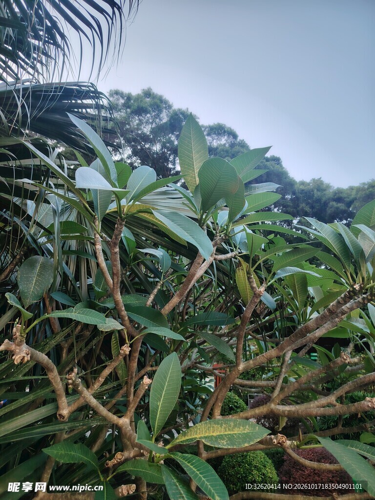 山间野生绿植风光