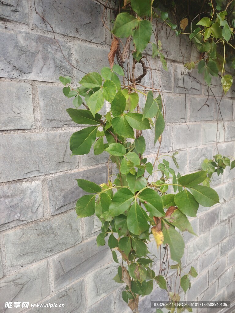 砖墙边的绿植