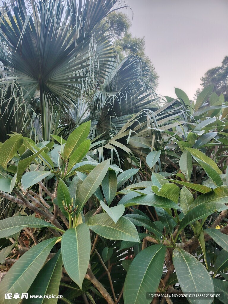 热带绿植自然景观