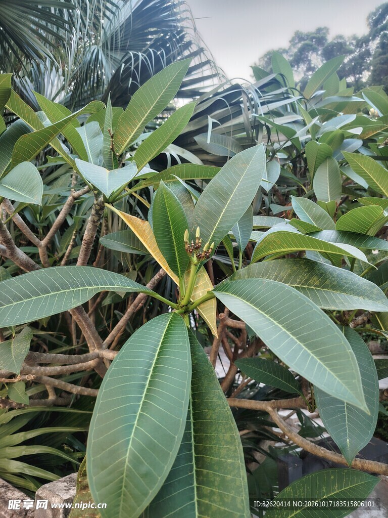 鸡蛋花绿叶植株特写