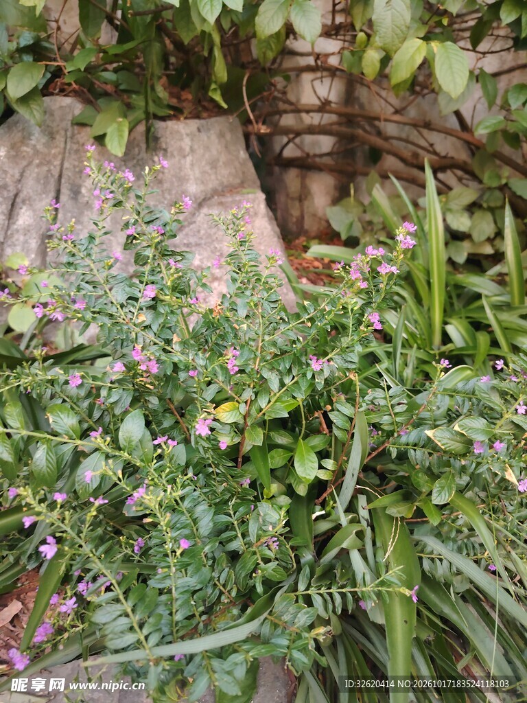 野外绿植自然景观