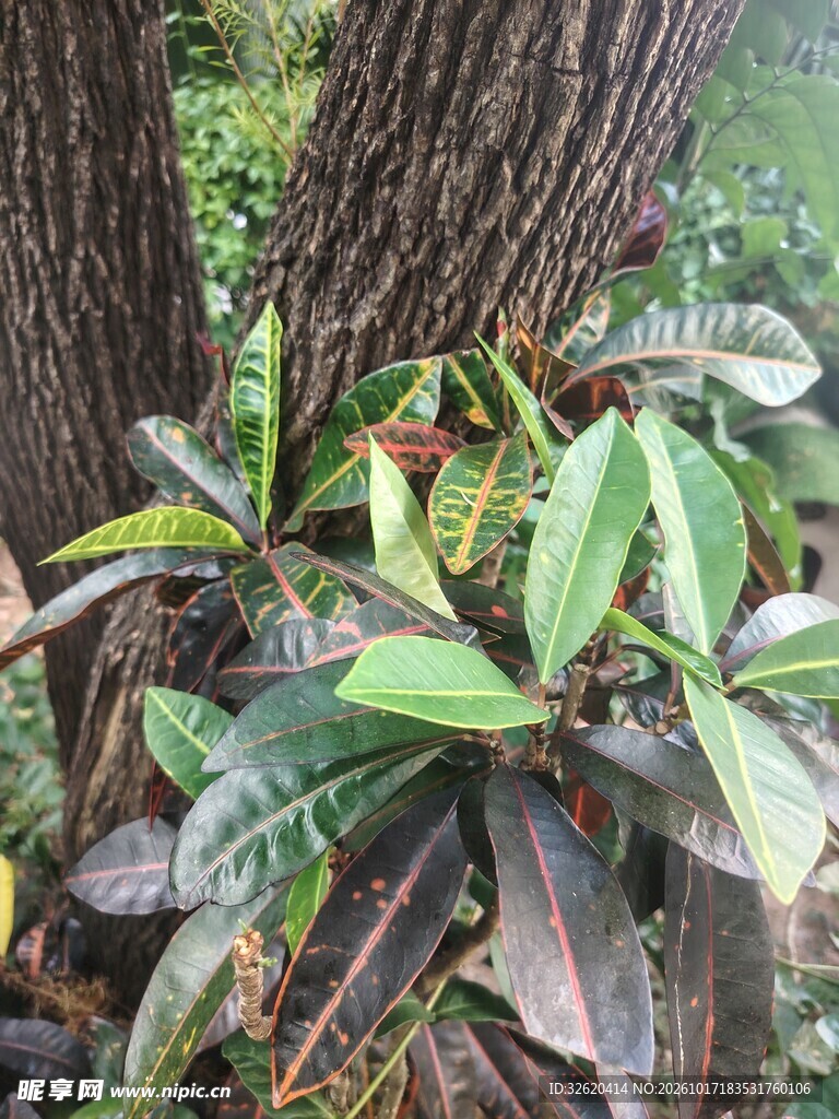 树干旁的绿植