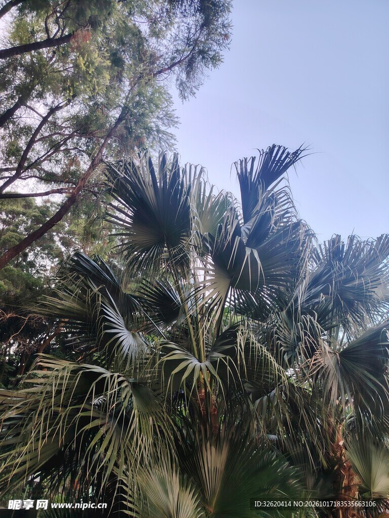 户外棕榈树自然景观