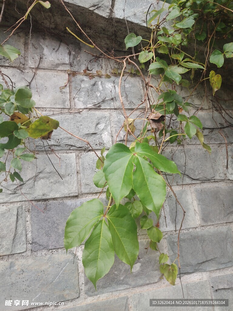 砖墙攀附的绿色藤蔓