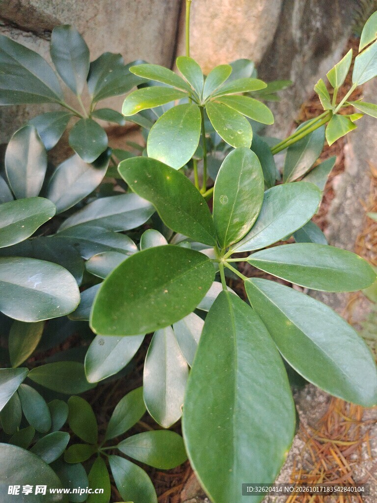 鹅掌柴绿植叶片特写