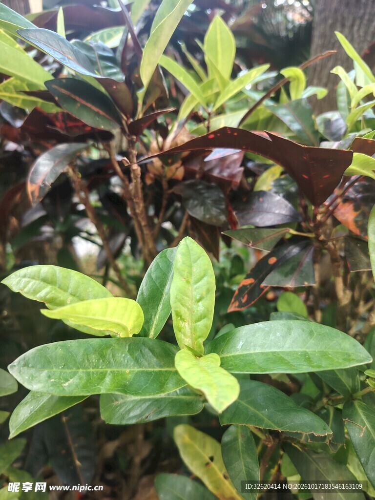 绿植新叶生长特写