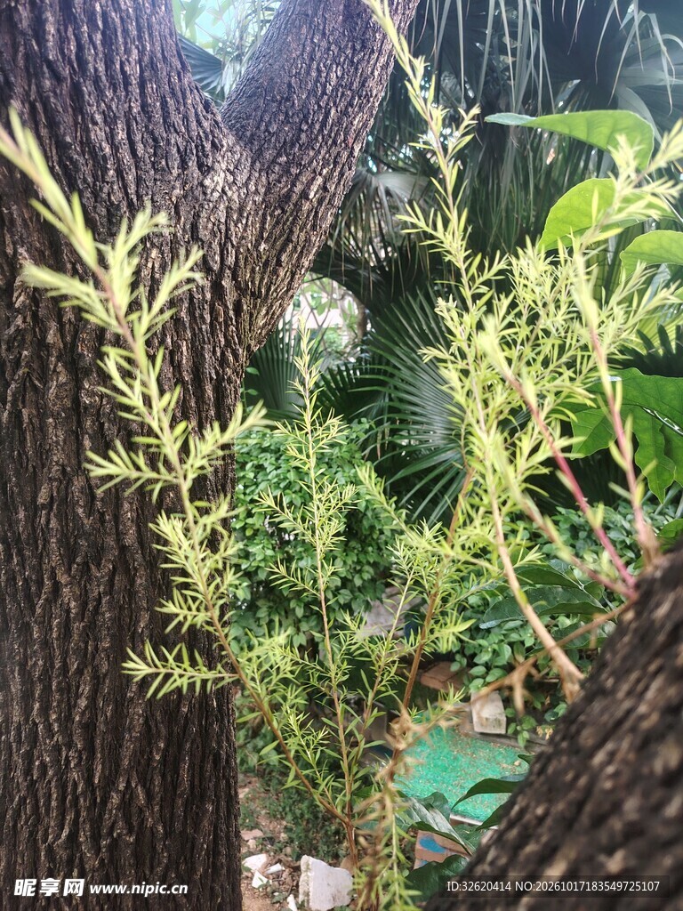 树干萌发嫩绿新芽