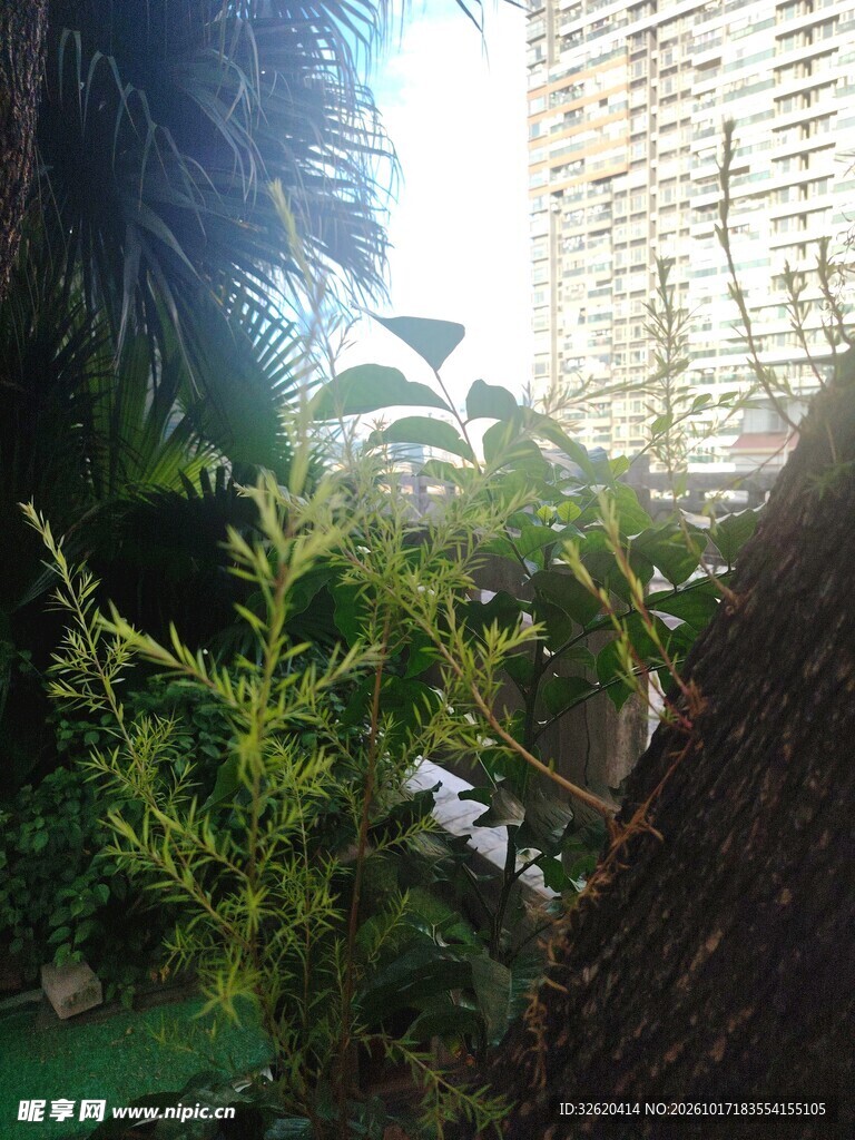 窗边逆光绿植小景