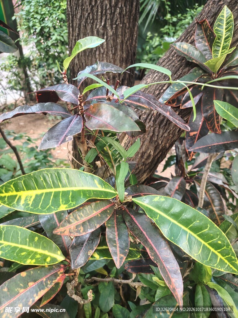 户外变叶木植株特写