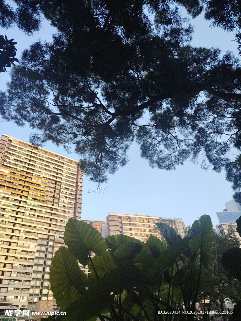 城市住宅绿树景观