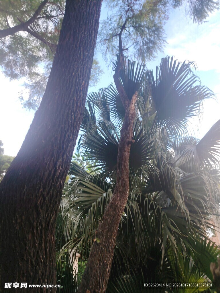 仰拍林间棕榈树景观