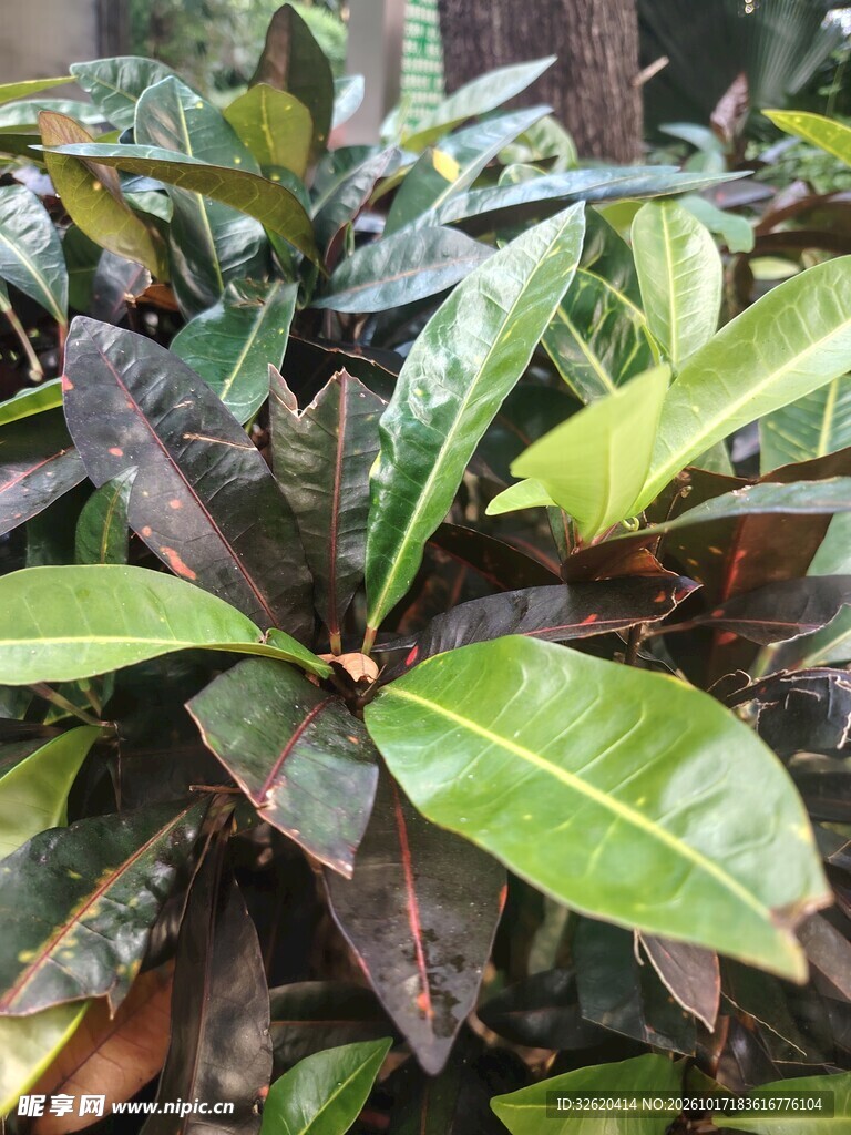 观叶绿植叶片特写