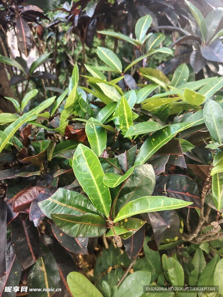 野生绿植枝叶特写