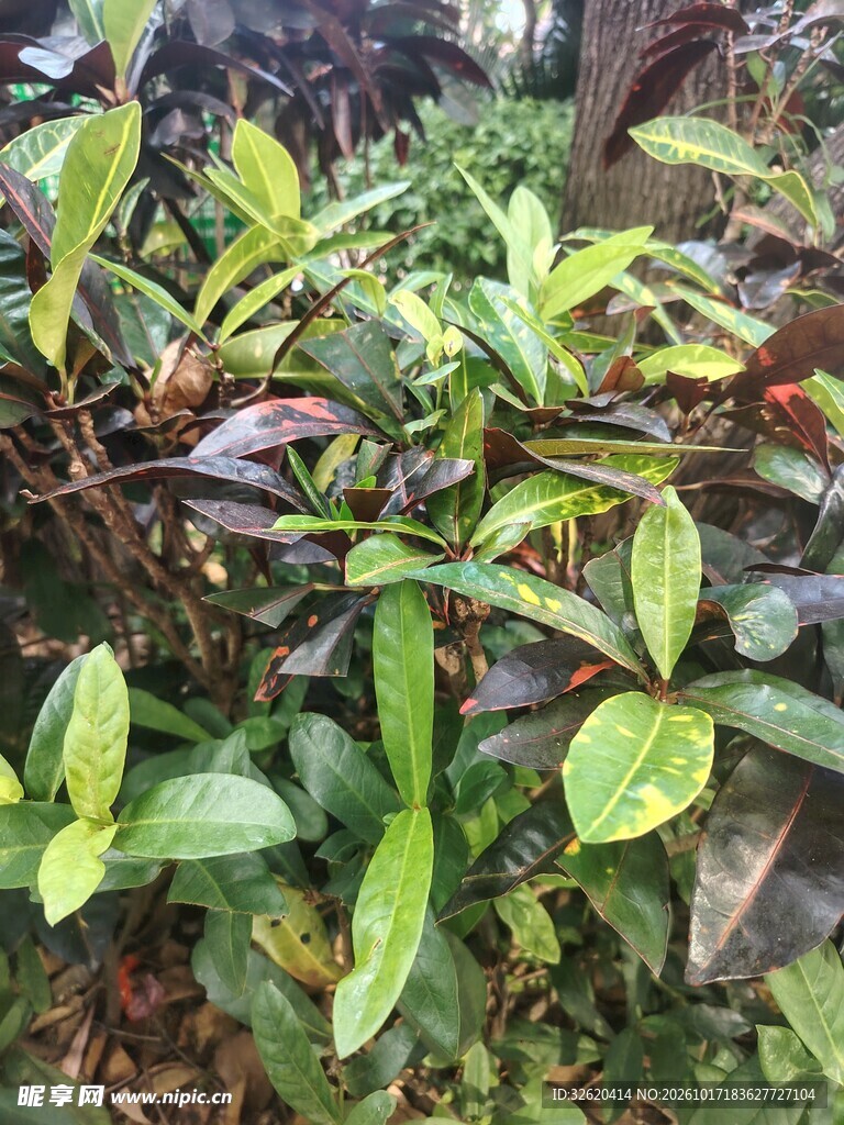 野外绿植枝叶特写