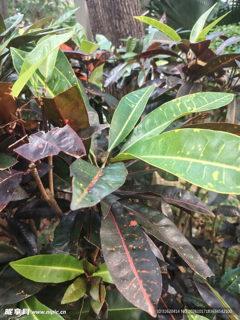 彩叶绿植近景实拍