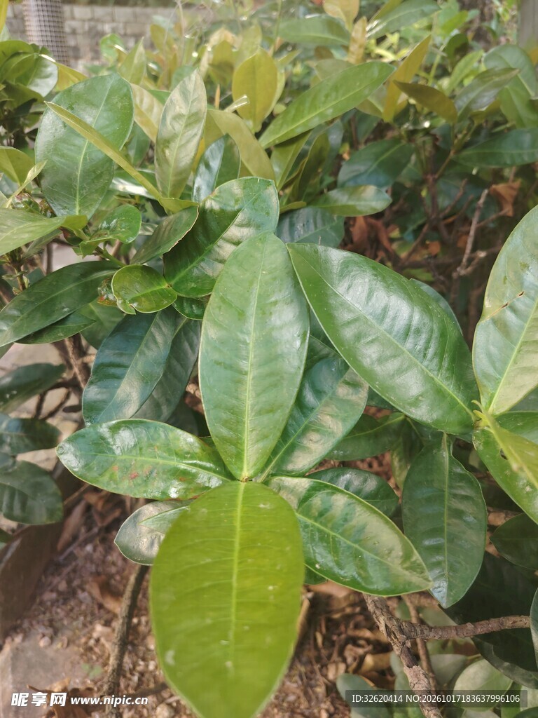 绿植嫩叶特写