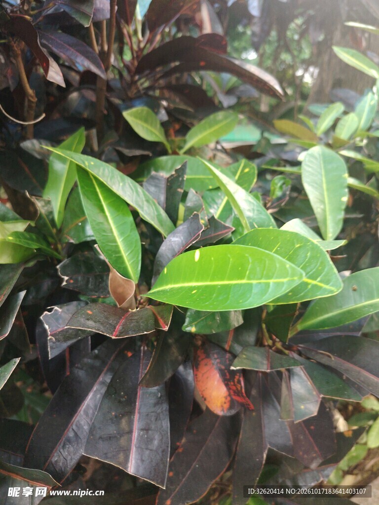 观叶绿植枝叶特写