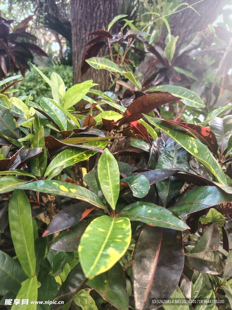 户外绿植枝叶特写