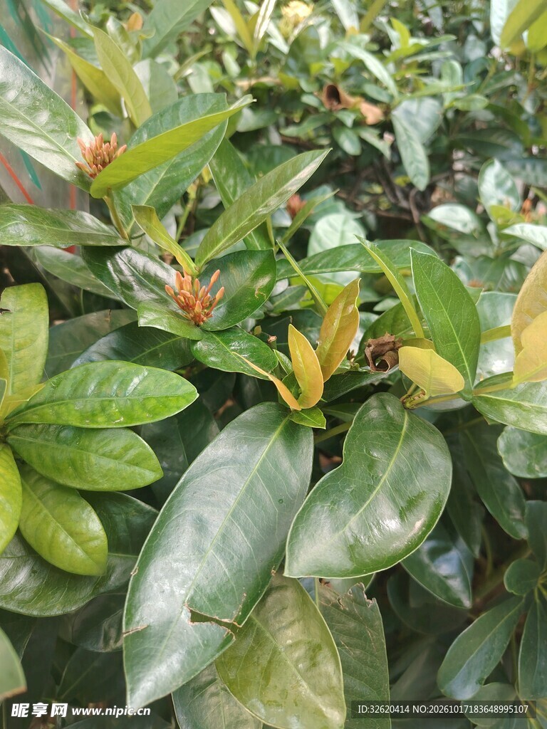 绿叶植株新芽特写