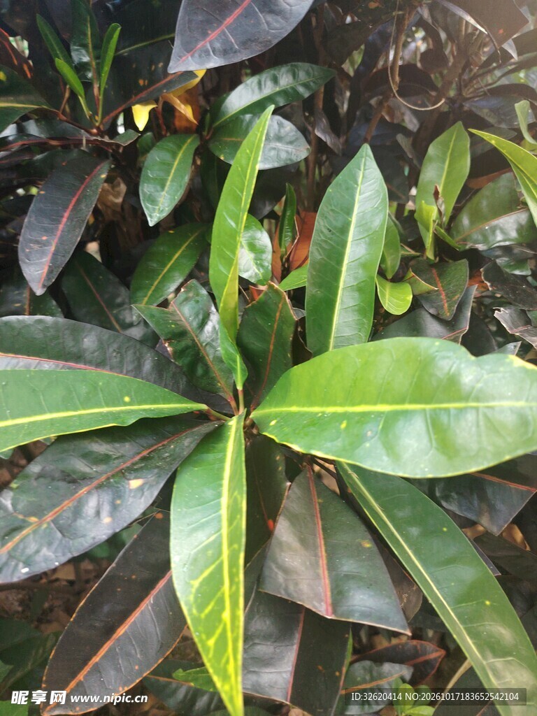 绿植叶片特写