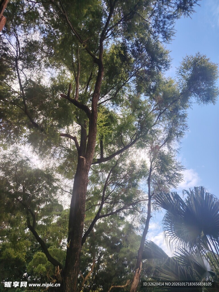 仰拍户外高大乔木